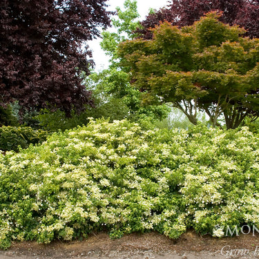 Climbing Hydrangea - Monrovia