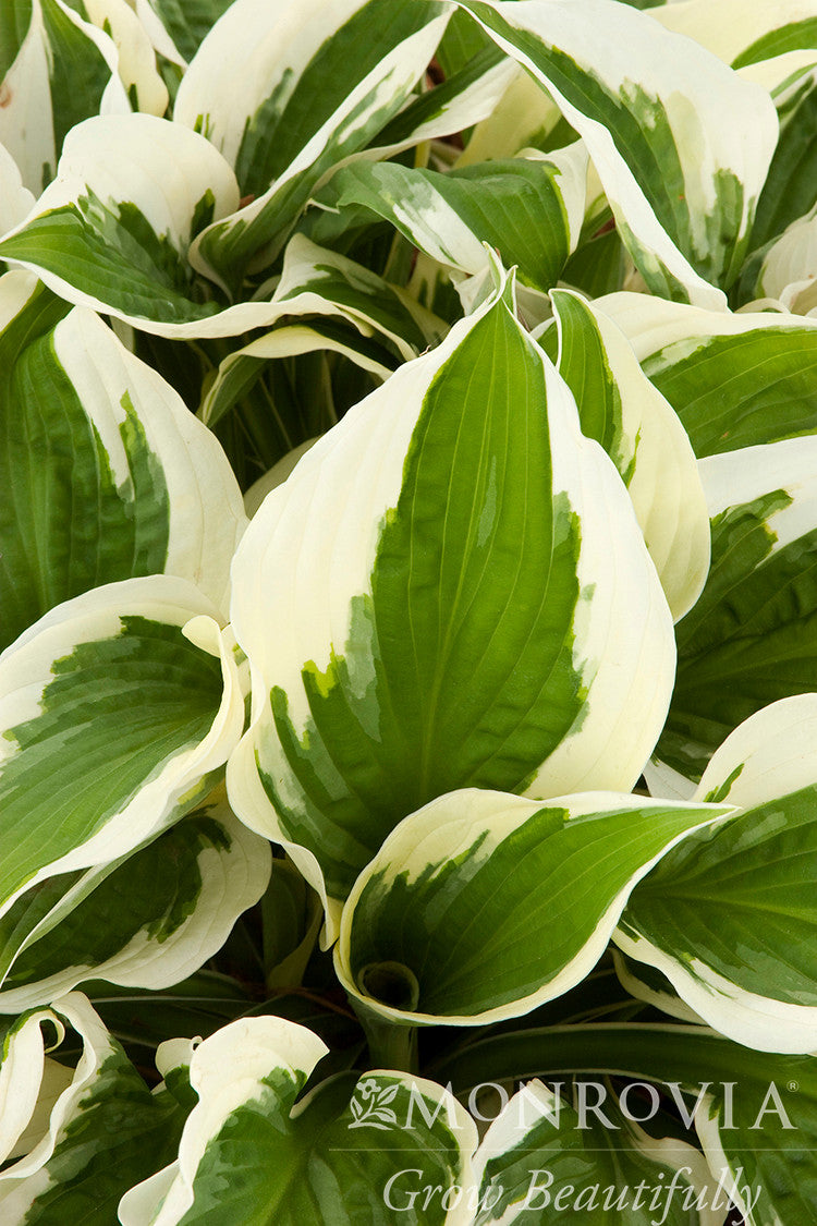 Green Patriot Hosta - Thumbnail 2
