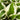 Patriot Hosta - Monrovia