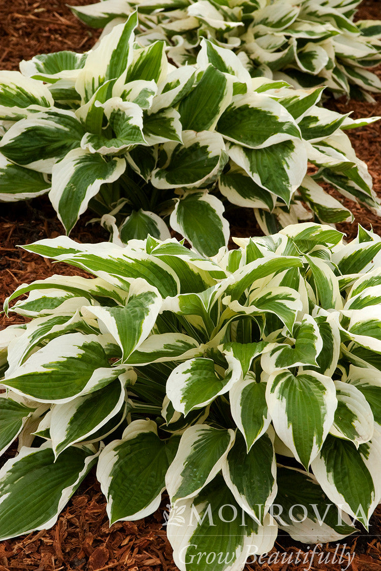 Green Patriot Hosta - Thumbnail 3