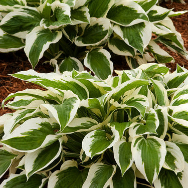 Patriot Hosta - Monrovia