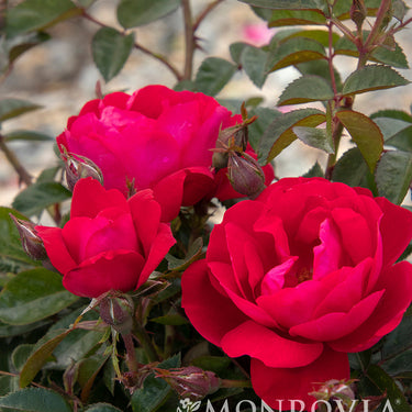 Grace N' Grit™ Pink Shrub Rose - Monrovia
