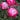 Grace N' Grit™ Pink BiColor Shrub Rose - Monrovia