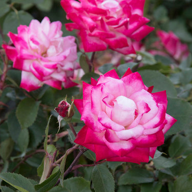 Grace N' Grit™ Pink BiColor Shrub Rose - Monrovia