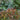 Leafscape™ Little Flames Leucothoe - Monrovia