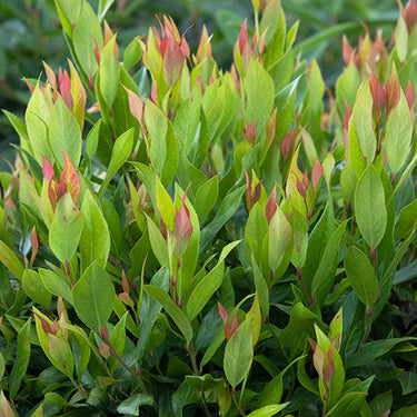 Leafscape™ Little Flames Leucothoe - Monrovia