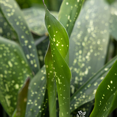 Spek-tacular Cast Iron Plant - Monrovia