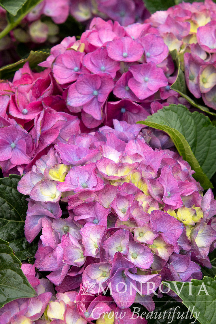Seaside Serenade Newport Hydrangea - Thumbnail 3