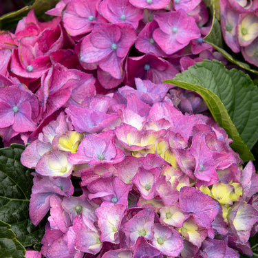 Seaside Serenade® Newport Hydrangea - Monrovia