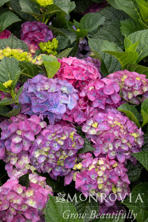 Seaside Serenade® Newport Hydrangea - Monrovia