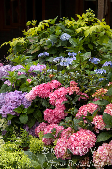 Seaside Serenade® Newport Hydrangea - Monrovia