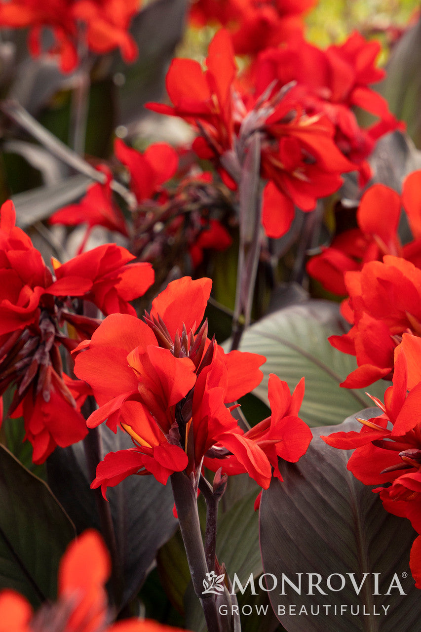 Cannova® Bronze Scarlet Canna Lily - Monrovia – Pike Nursery