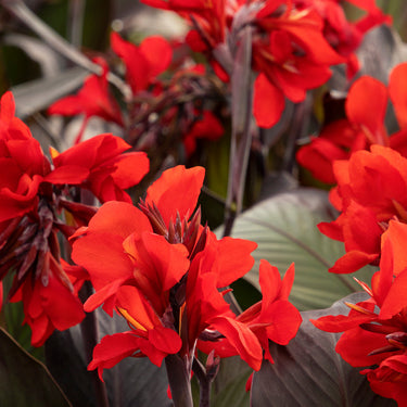 Cannova® Bronze Scarlet Canna Lily - Monrovia