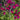 VIBE® Ignition Fuchsia Salvia - Monrovia