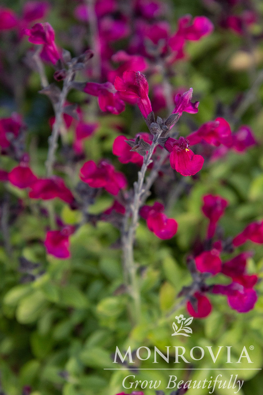 VIBE® Ignition Fuchsia Salvia - Monrovia – Pike Nursery