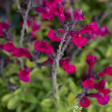 VIBE® Ignition Fuchsia Salvia - Monrovia