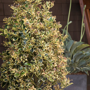 Variegated English Holly - Monrovia