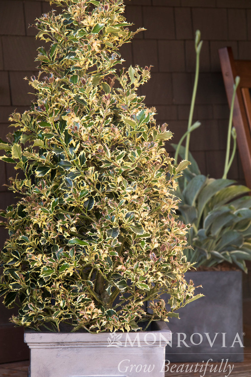 Variegated English Holly Monrovia Pike Nursery variegated-english-holly-monrovia-pike-nursery