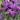 Javelin Forte™ Deep Purple Spanish Lavender - Monrovia
