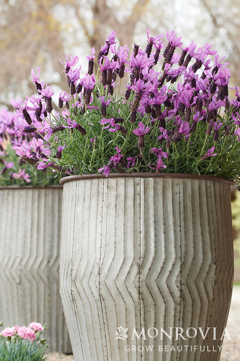 Javelin Forte™ Deep Purple Spanish Lavender Monrovia Pike Nursery