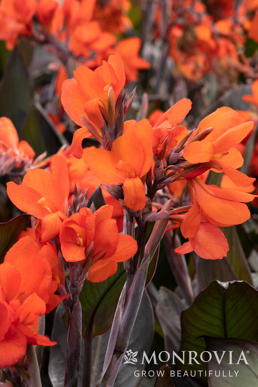 Cannova® Bronze Orange Canna Lily - Monrovia – Pike Nursery