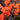 Cannova® Bronze Orange Canna Lily - Monrovia