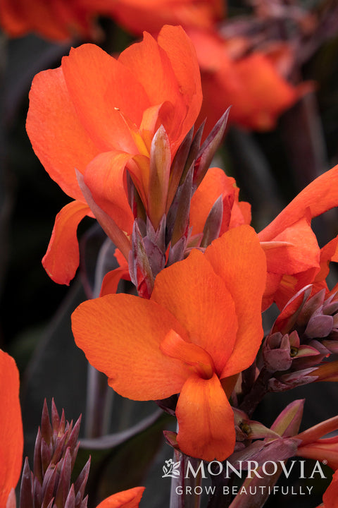 Cannova® Bronze Orange Canna Lily - Monrovia