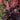 Sirens' Song™ Dark n' Bright Heuchera - Monrovia