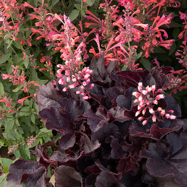 Sirens' Song™ Dark n' Bright Heuchera - Monrovia