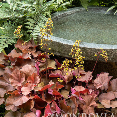 Sirens' Song™ Orange Delight Heuchera - Monrovia