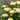 Lemon Puff™ Shasta Daisy - Monrovia