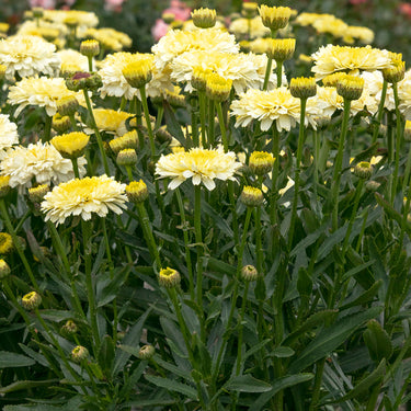 Lemon Puff™ Shasta Daisy - Monrovia