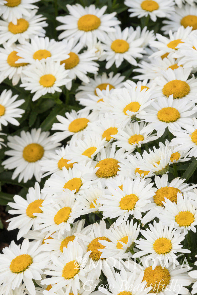 Shortstop Shasta Daisy - Thumbnail 4
