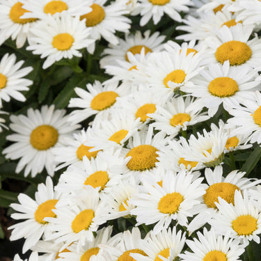 Shortstop™ Shasta Daisy - Monrovia