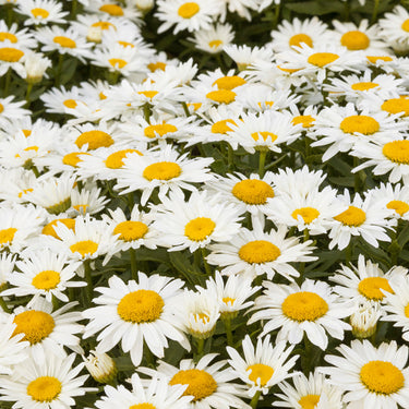 Shortstop™ Shasta Daisy - Monrovia