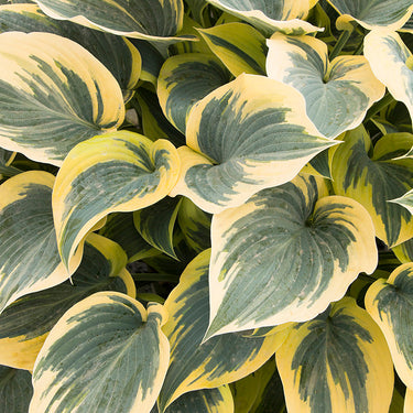First Frost Hosta - Monrovia