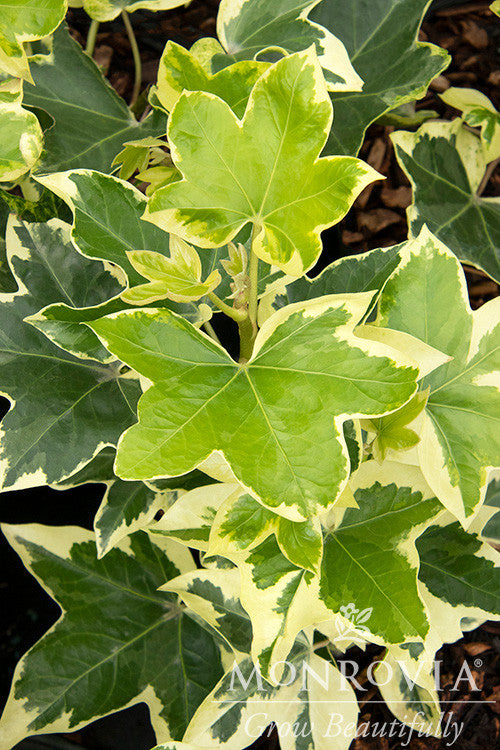 Monrovia Angyo Star Ivy - Thumbnail 4