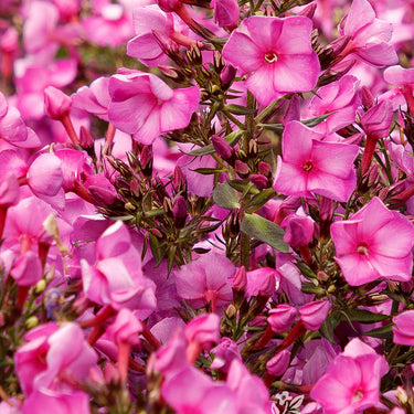 Sweet Summer™ Fantasy Garden Phlox - Monrovia