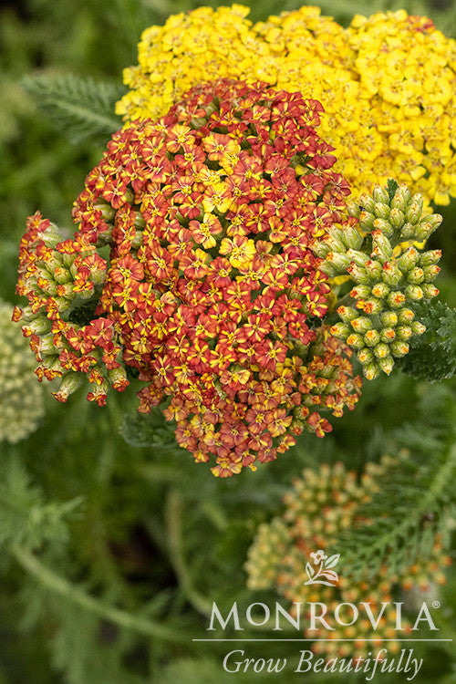 Desert Eve™ Terracotta Yarrow - Monrovia – Pike Nursery