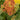 Desert Eve™ Terracotta Yarrow - Monrovia