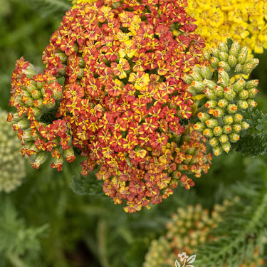 Desert Eve™ Terracotta Yarrow - Monrovia