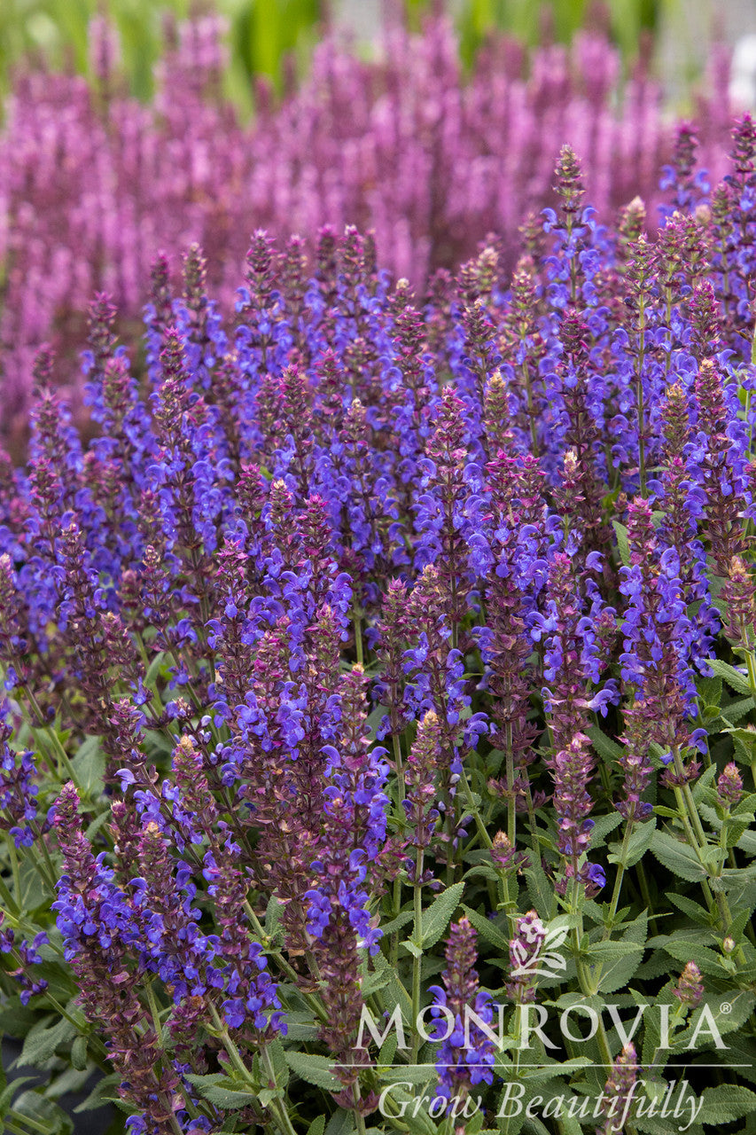 Monrovia Apex Meadow Sage