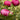 Cytherea Peony - Monrovia