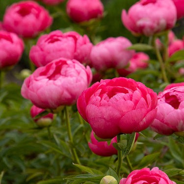 Cytherea Peony - Monrovia