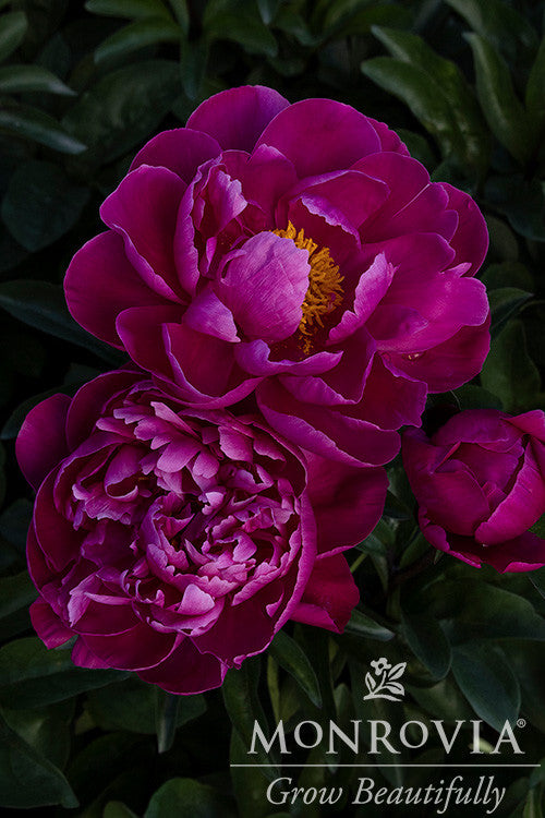 Monrovia Sarah Bernhardt Peony - Thumbnail 2