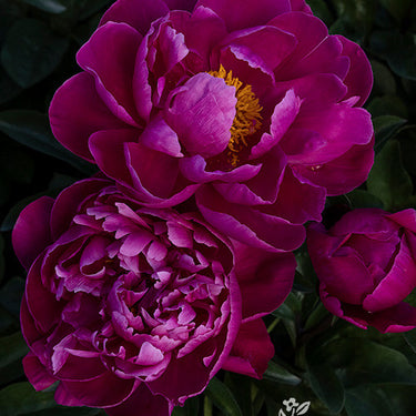 Red Sarah Bernhardt Peony - Monrovia