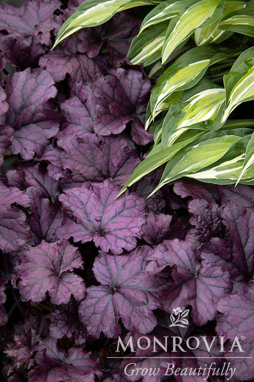 Monrovia Coral Bells