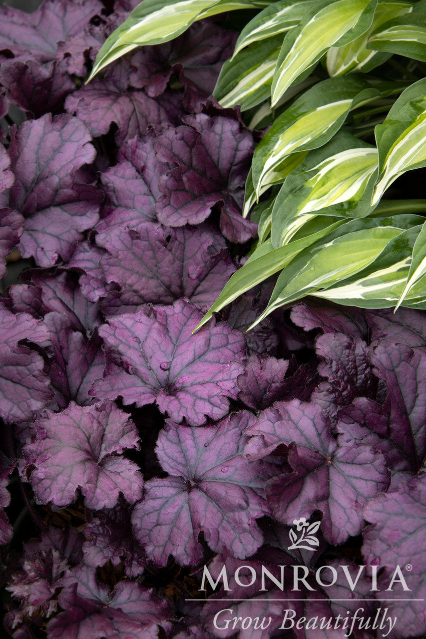 Monrovia Coral Bells - Thumbnail 2