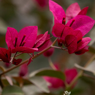 Burgundy Queen® Bougainvillea - Monrovia
