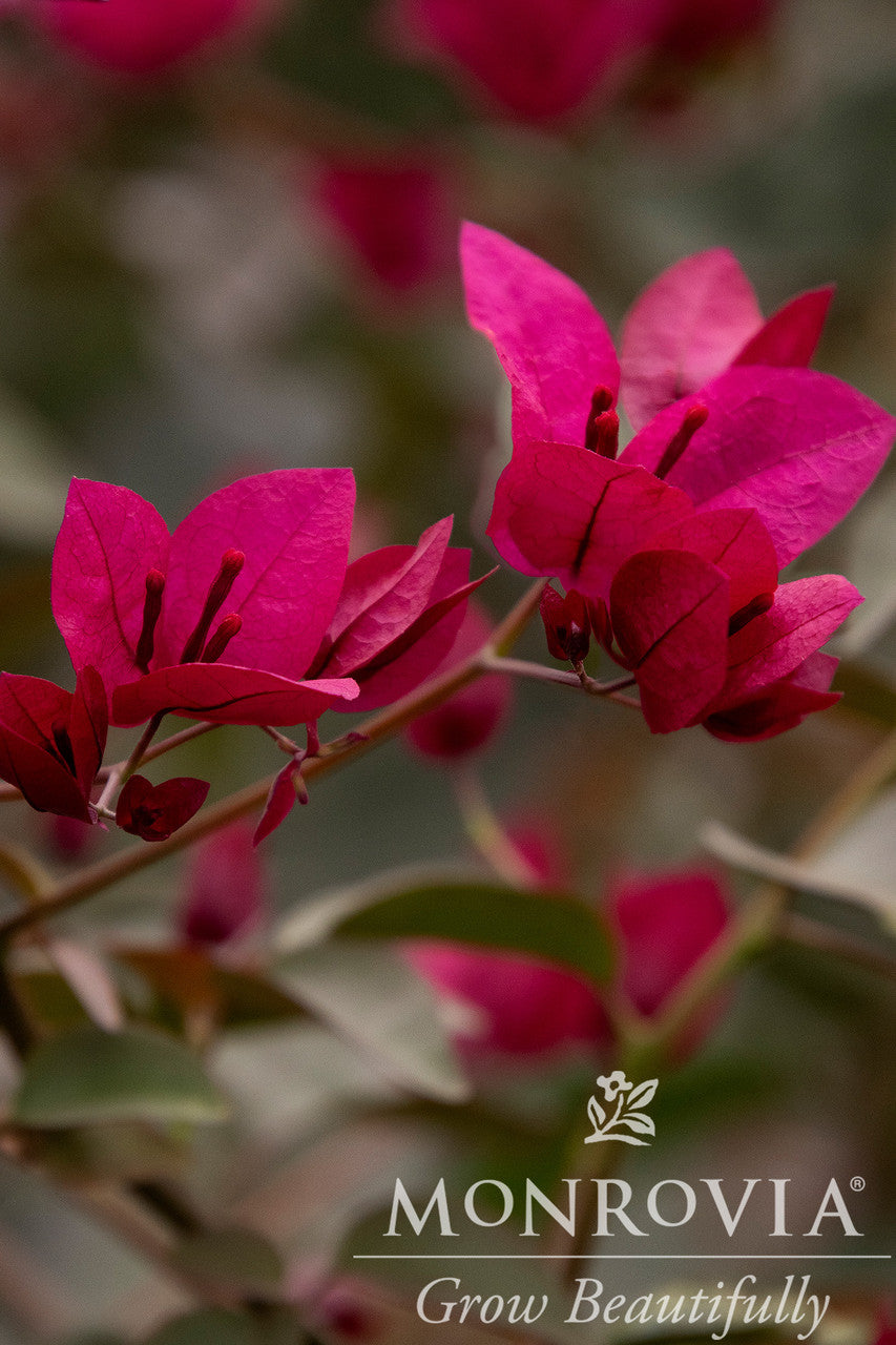 Monrovia Bougainvillea - Thumbnail 5